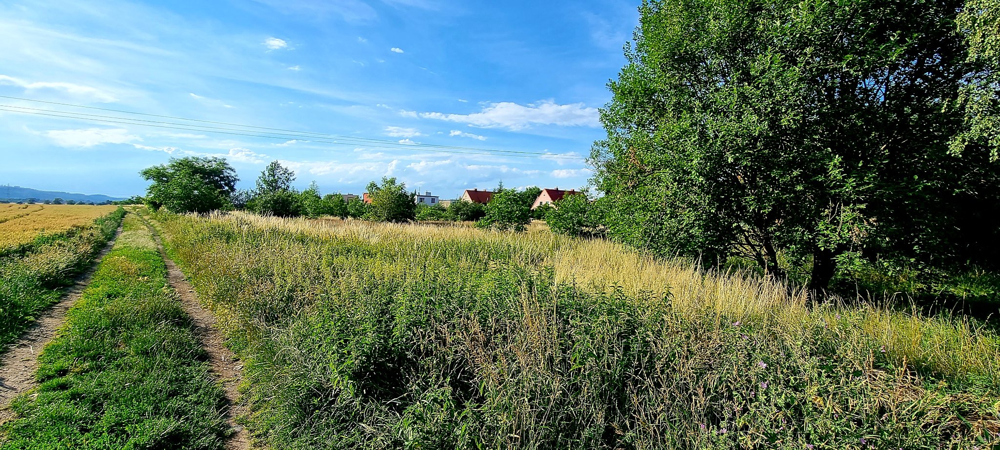 dzialkastaszica dzialka